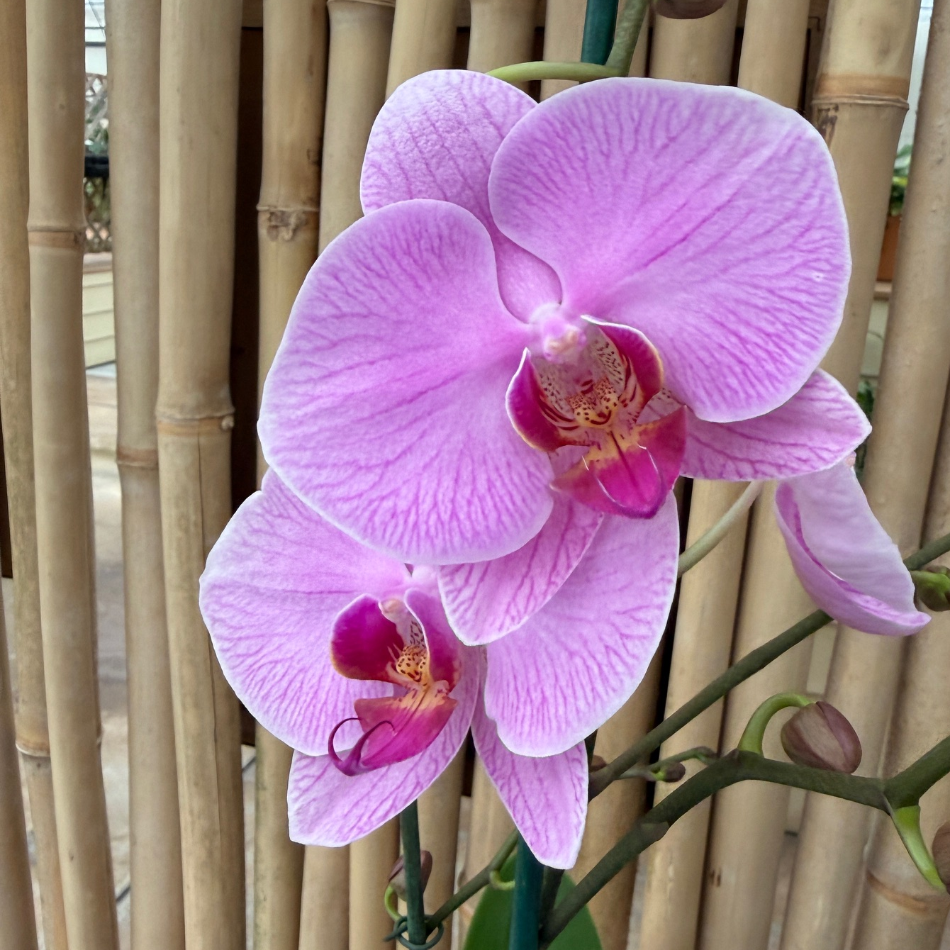 Phal. Precious Love