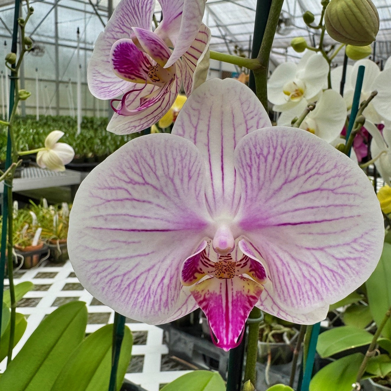 Phal. Razzle Dazzle (Double Spike)