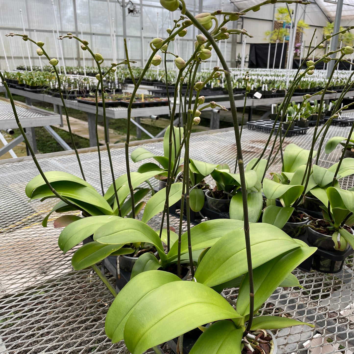 Phal. Road Trip