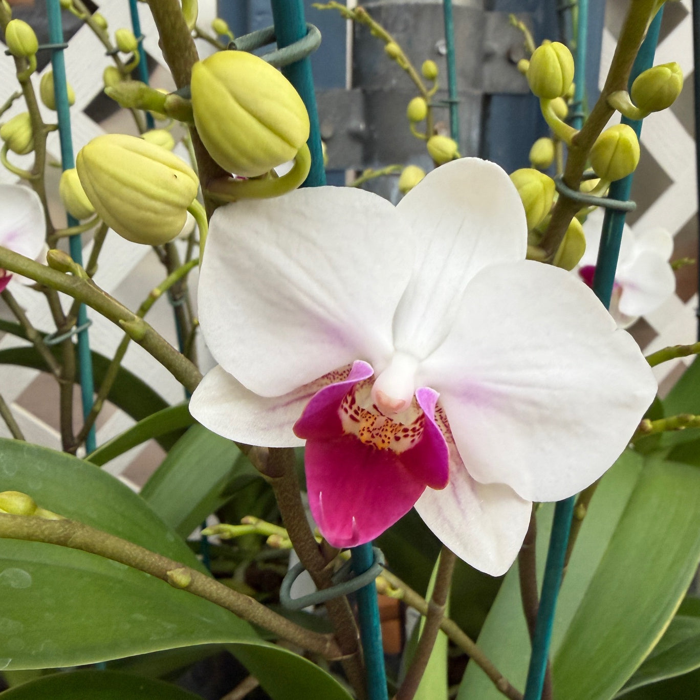 Phal. Safe Haven (Miniature)