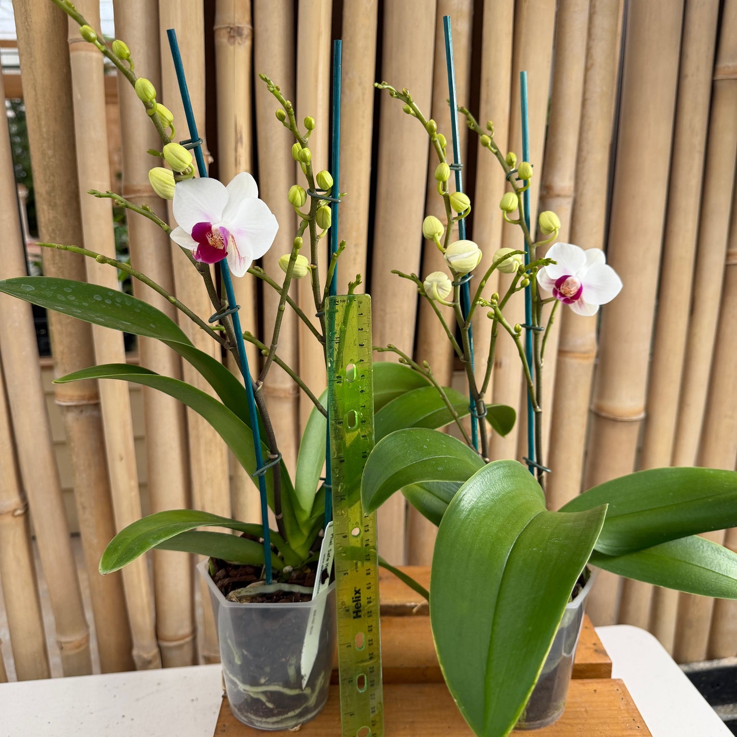 Phal. Safe Haven (Miniature)