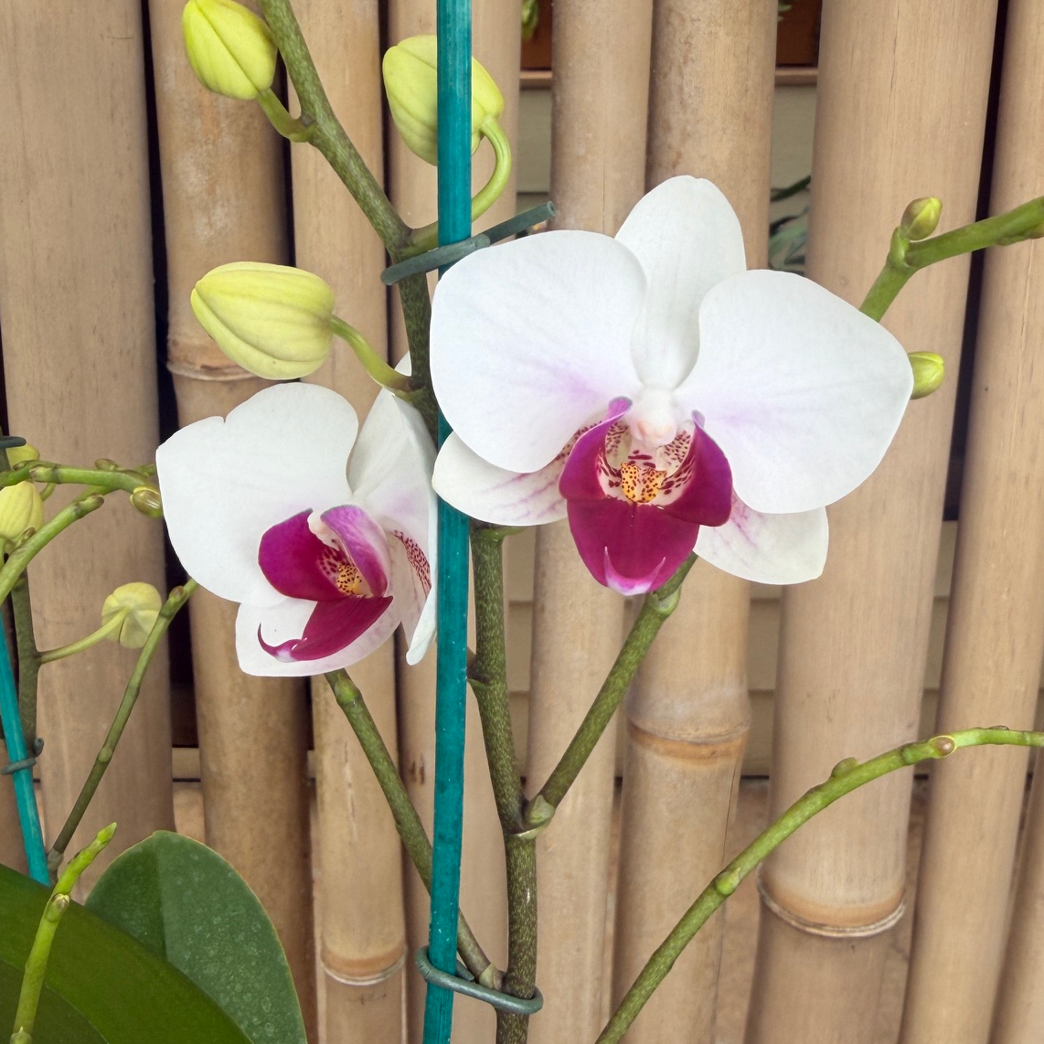 Phal. Safe Haven (Miniature)