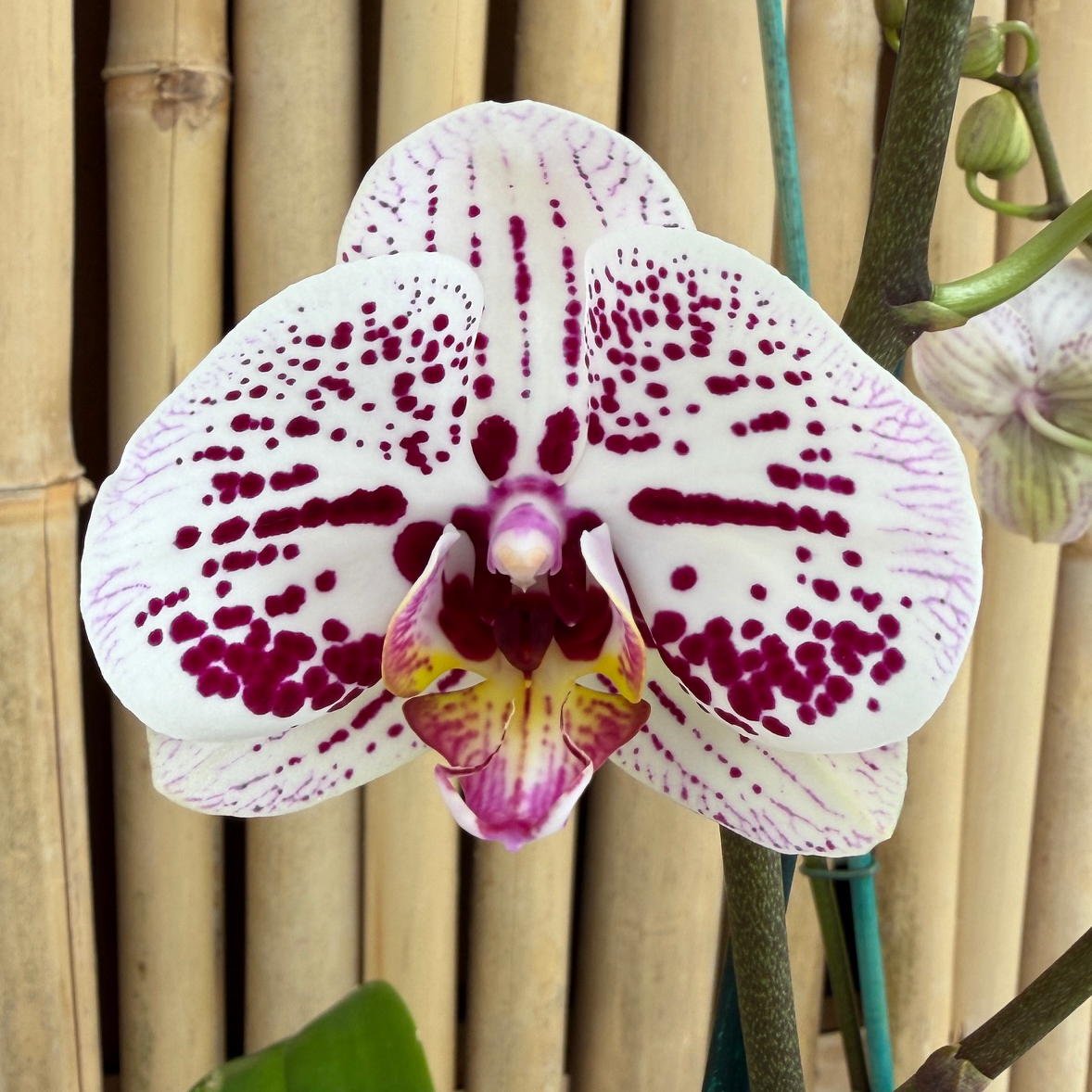 Phal. Secret Messages