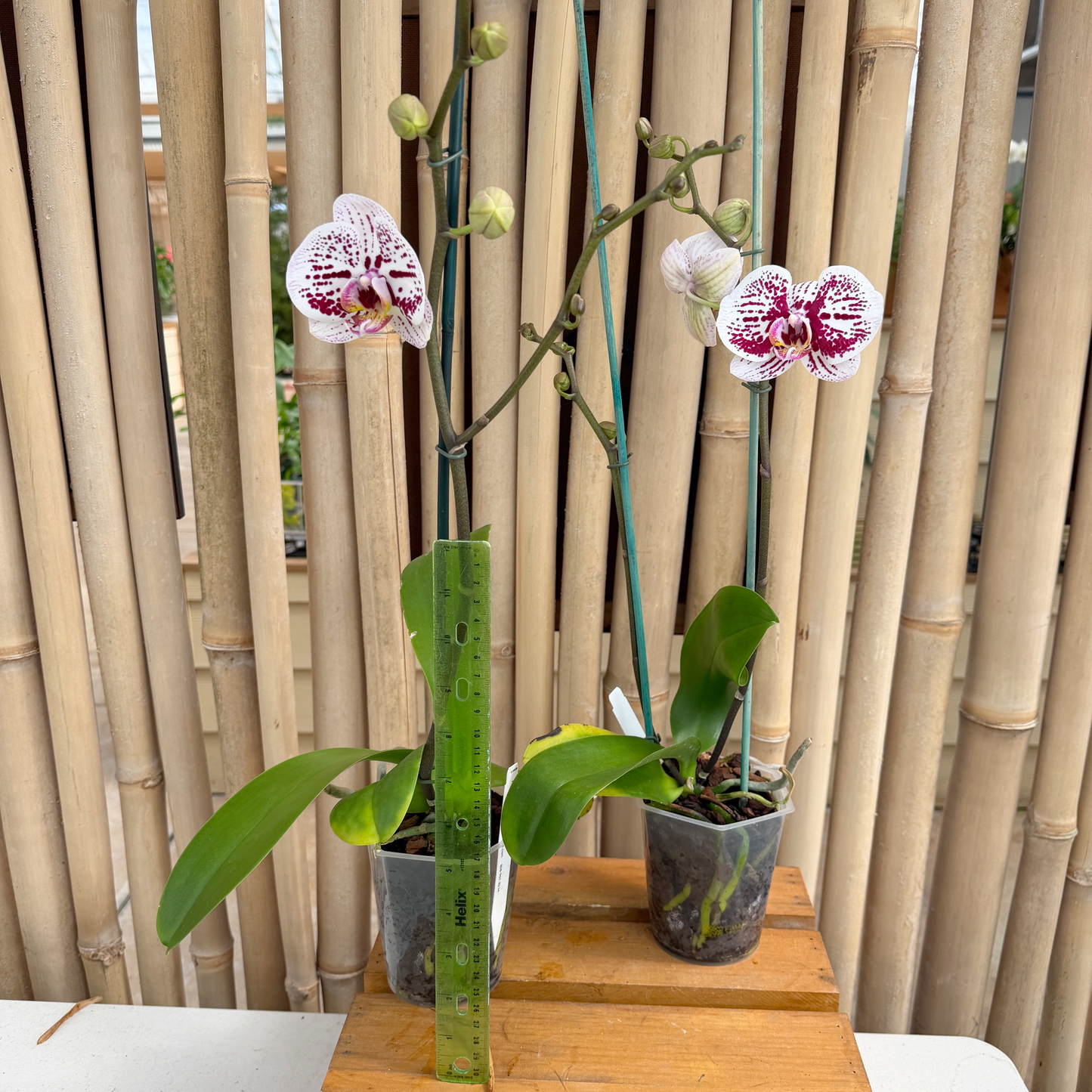 Phal. Secret Messages