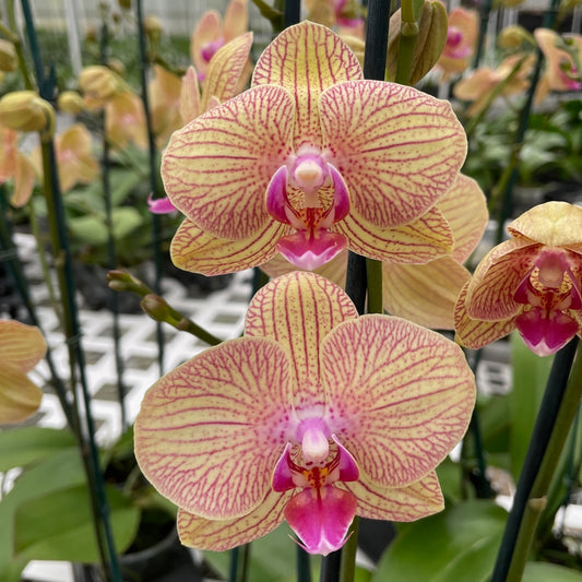 Phal. Showpiece (Single Spike)