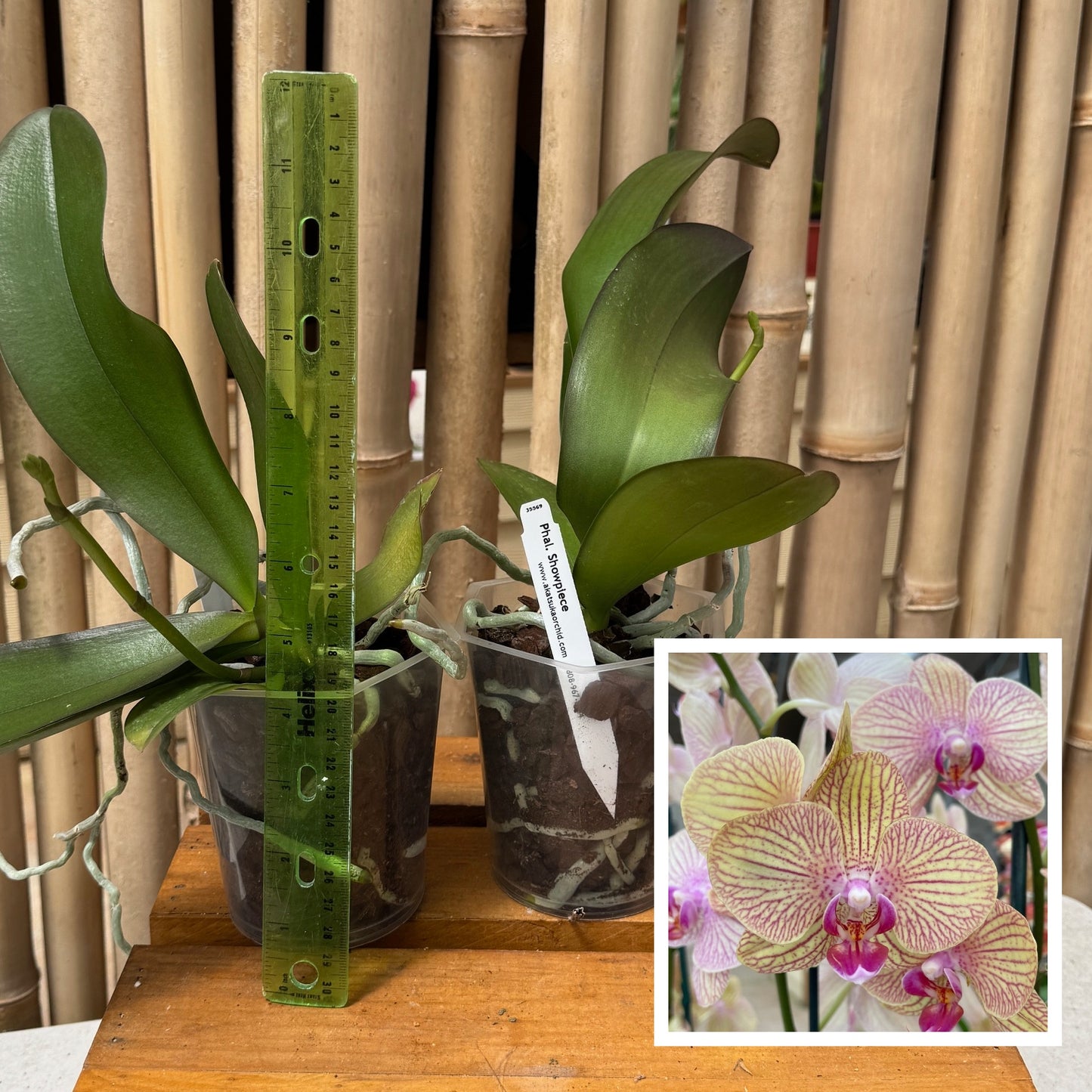 Phal. Showpiece (Low Spike)