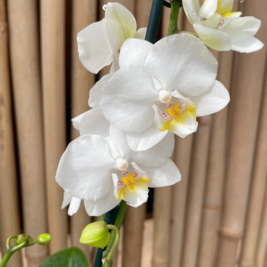 Phal. Snowflake (Miniature)