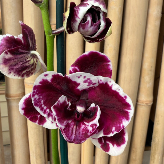 Phal. Speechless Elegance (Dark Splash)