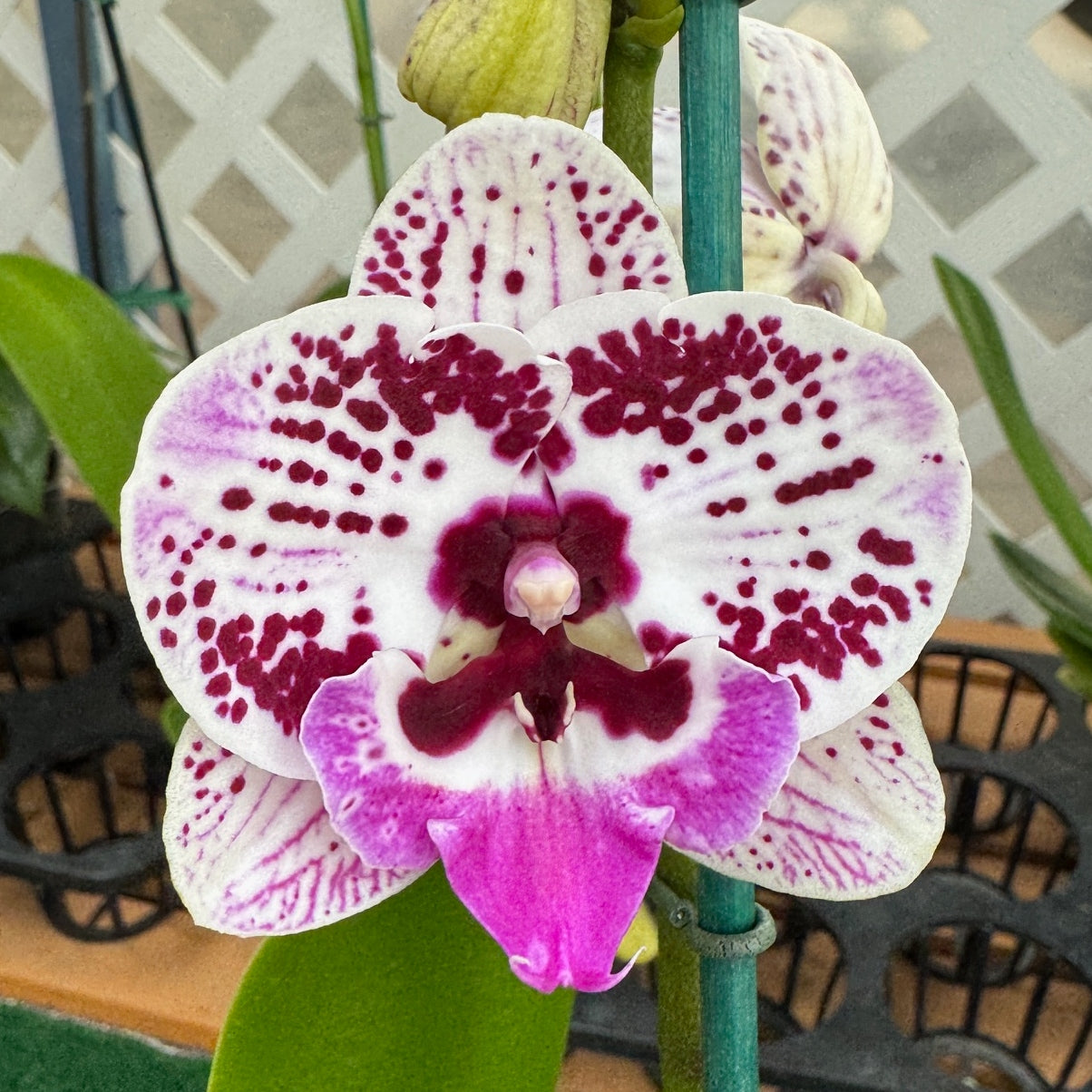 Phal. Speechless Elegance