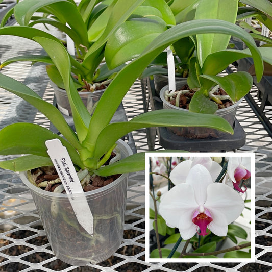 Phal. Splendid (Low Spike)