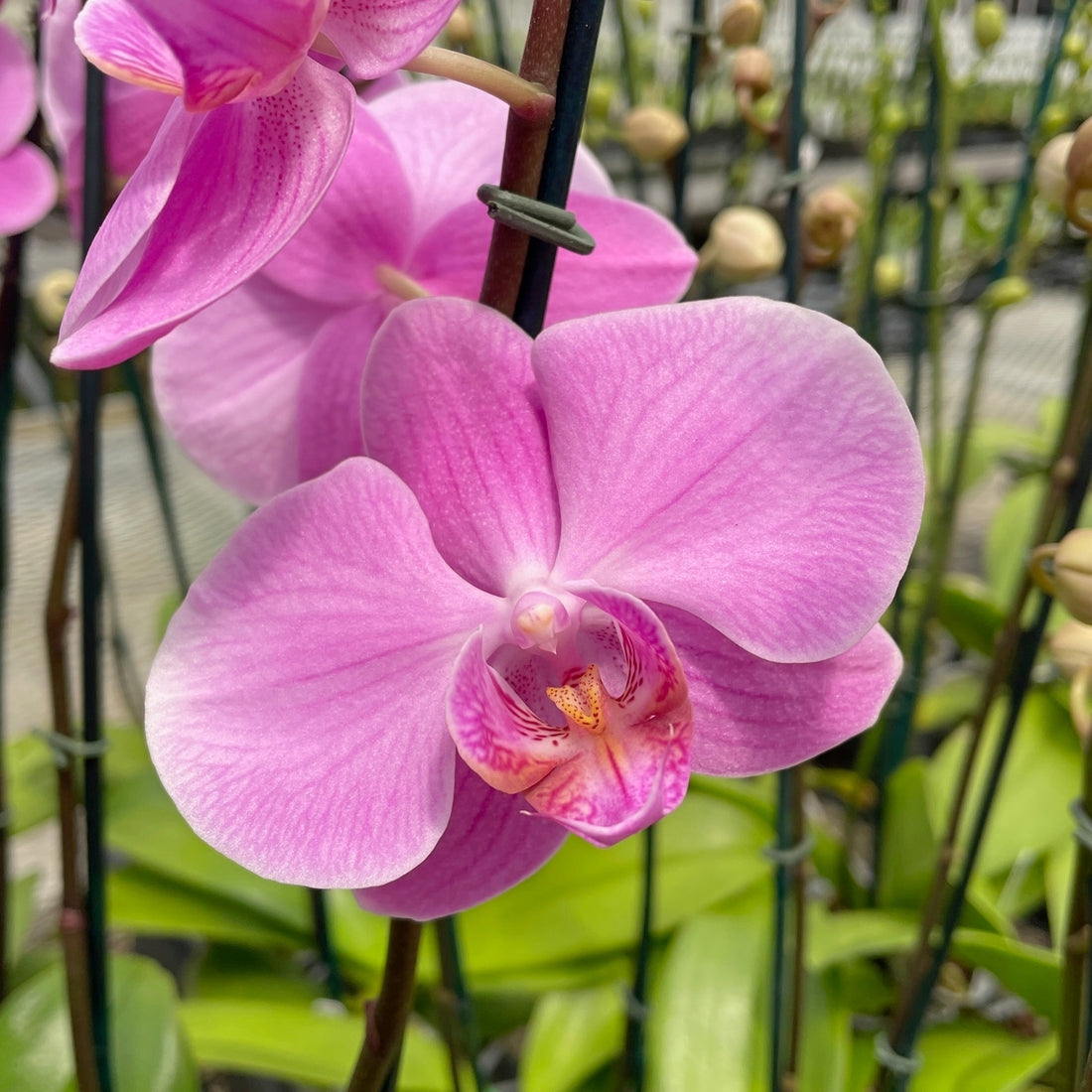 Phal. Spring Glow – Akatsuka Orchid Gardens