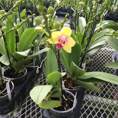 Phal. Spunky (Miniature) - Single Spike