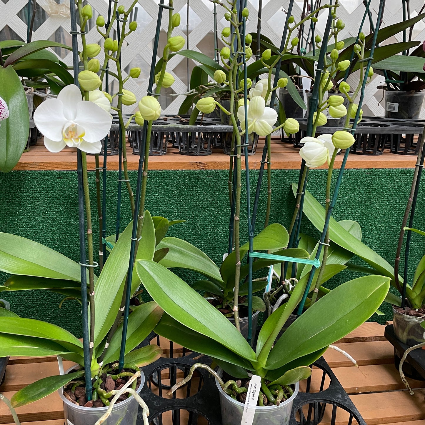 Phal. Tigerhill