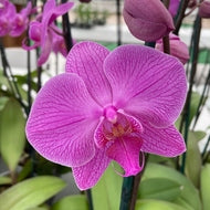 Phal. True Hero (Single Spike)