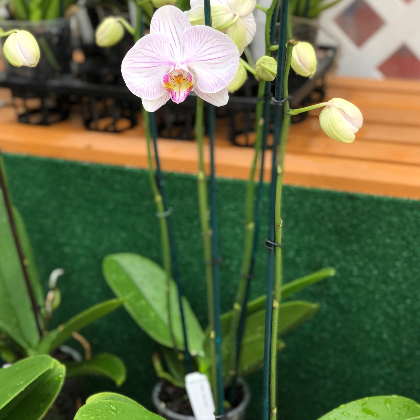 Phal. True Love (Single Spike)