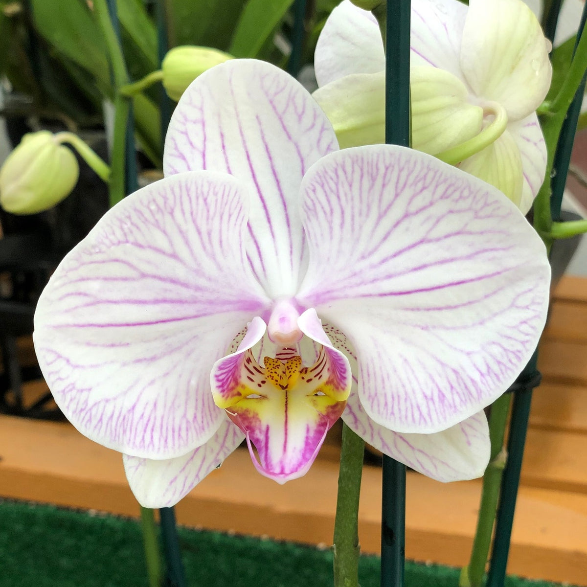 Mature Phalaenopsis  Plant (4" Pot)- Not Blooming