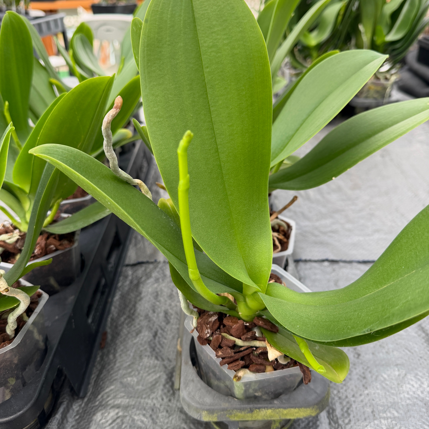 Phal. True Love (Low Spike)