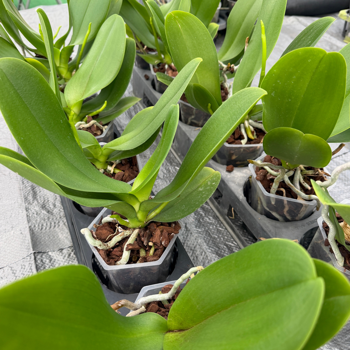 Phal. True Love (Low Spike)