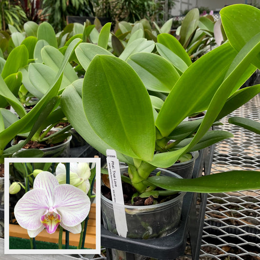 Phal. True Love (Low Spike)