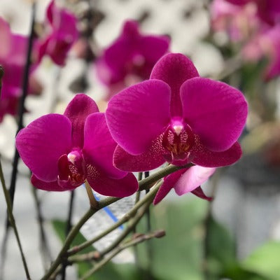 Phal. Vivaldi (Low Spike)