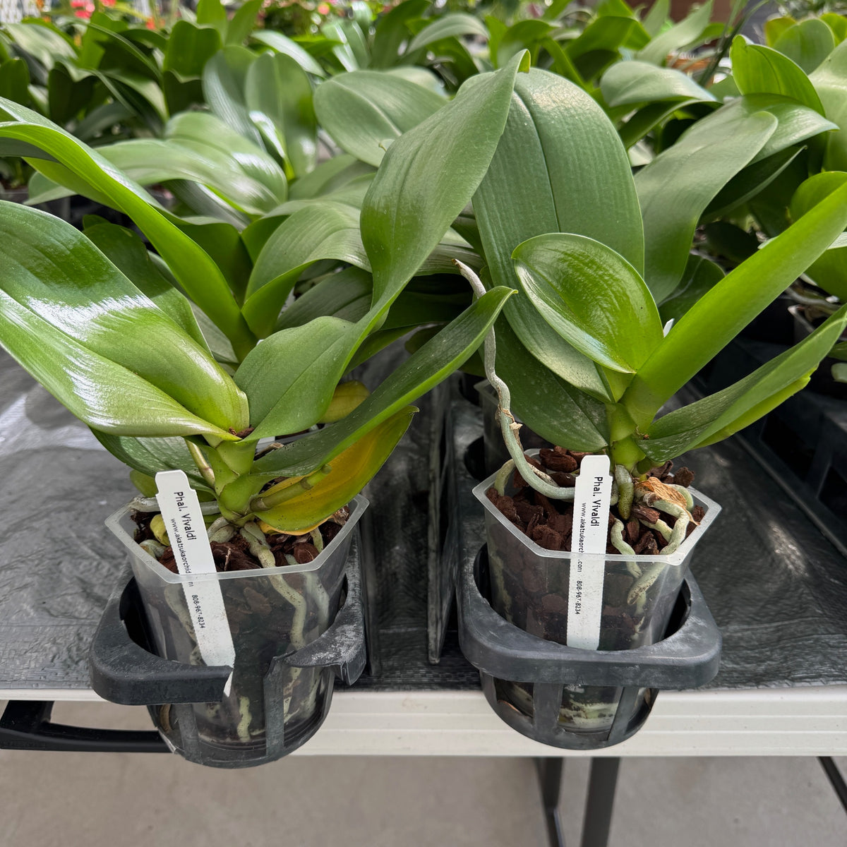 Phal. Vivaldi (Low Spike)