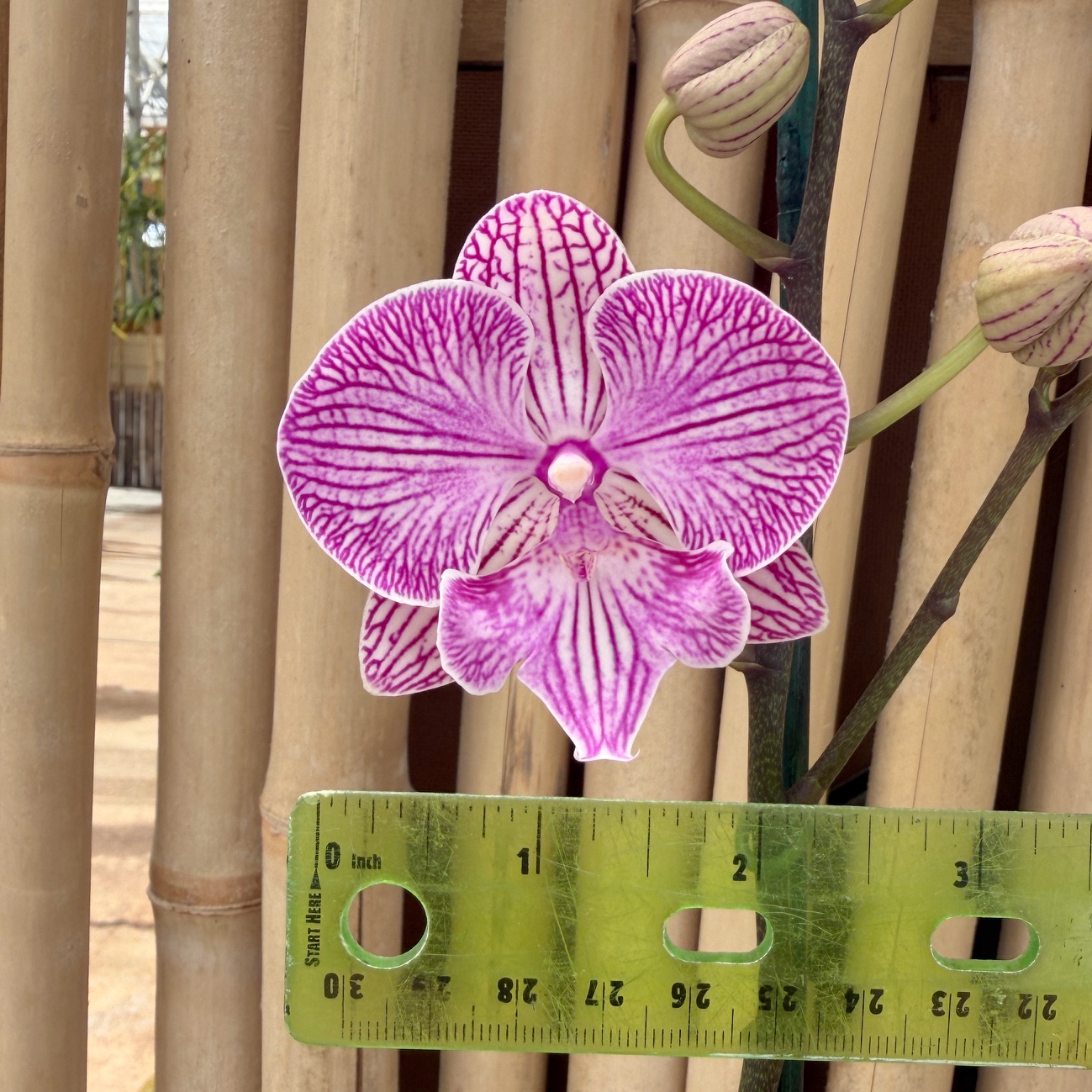 Phal. Yu Pin Ocicat (Miniature)