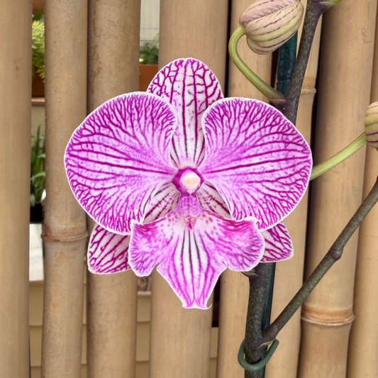 All Plants – Page 9 – Akatsuka Orchid Gardens