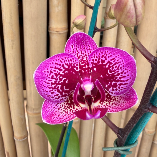 Dtps. Yu-Pin Sweet Heart (Miniature)