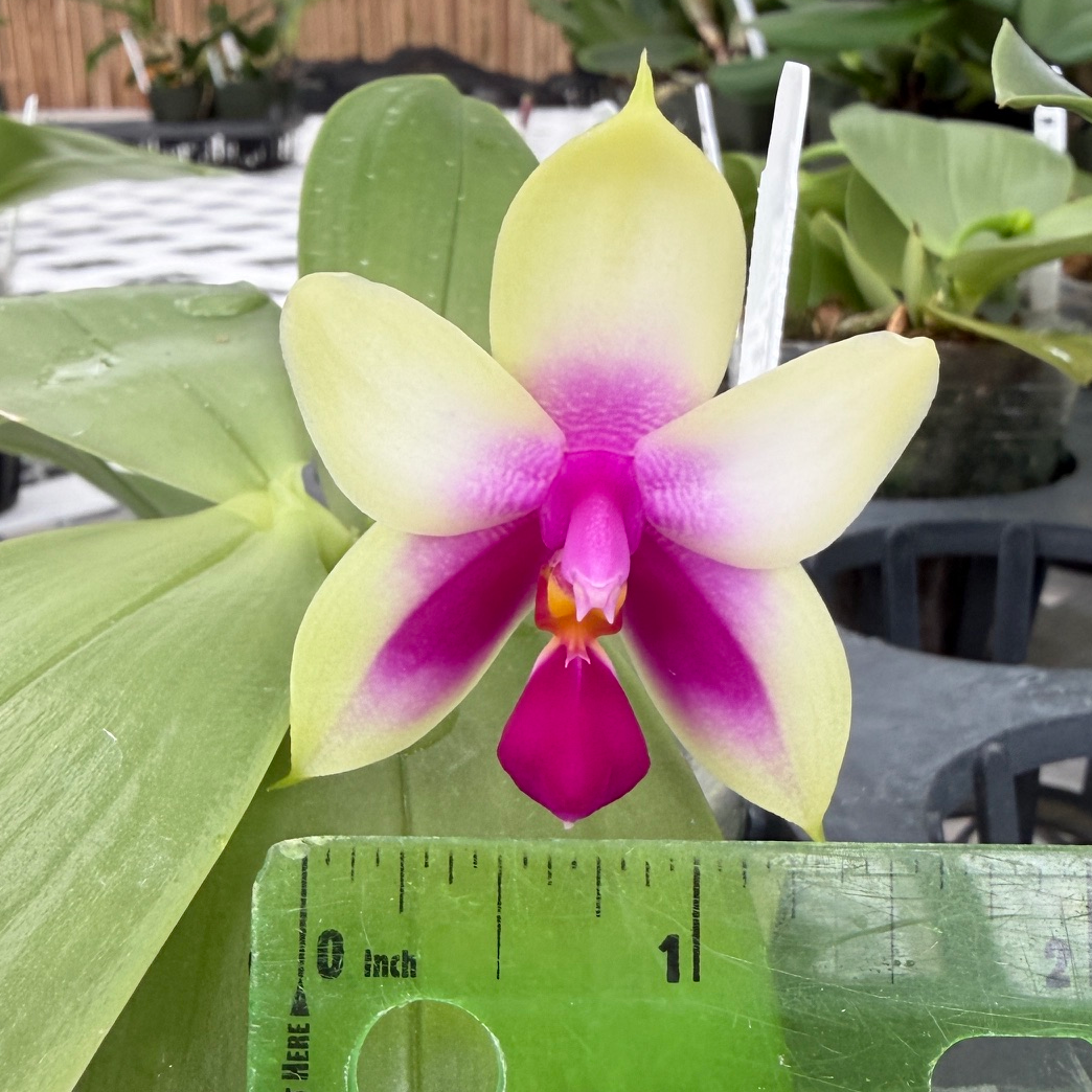 Phalaenopsis bellina x sib (4" pot) - First Bloom