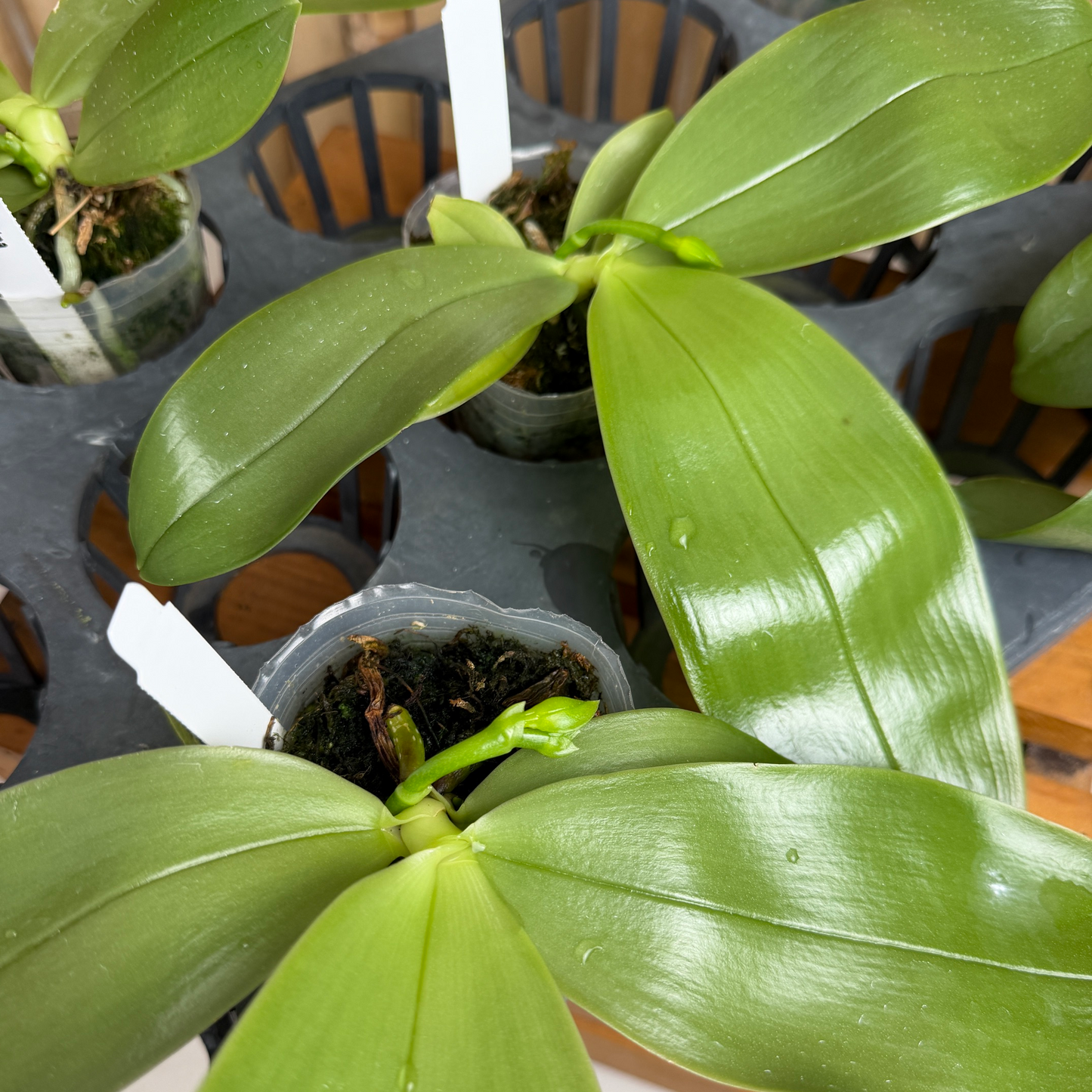 Phalaenopsis bellina x sib (4" pot) - First Bloom