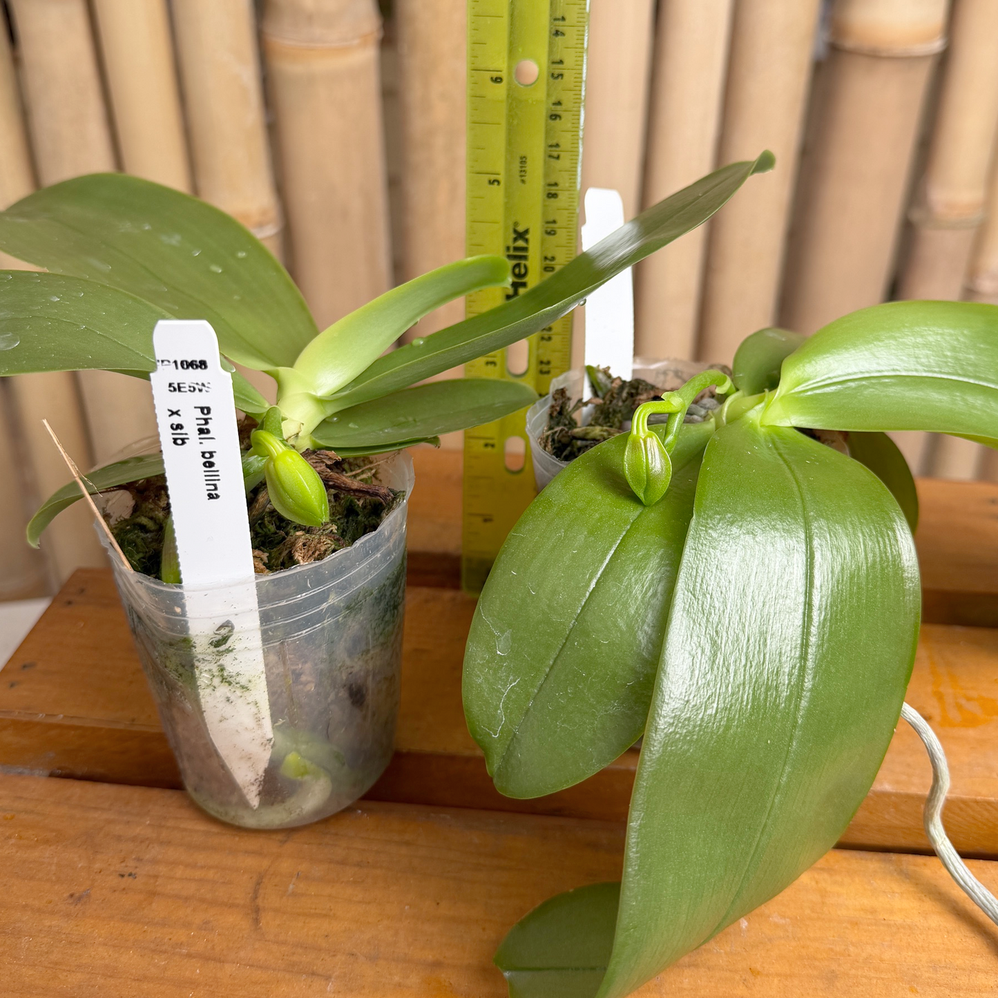 Phalaenopsis bellina x sib (4" pot) - First Bloom