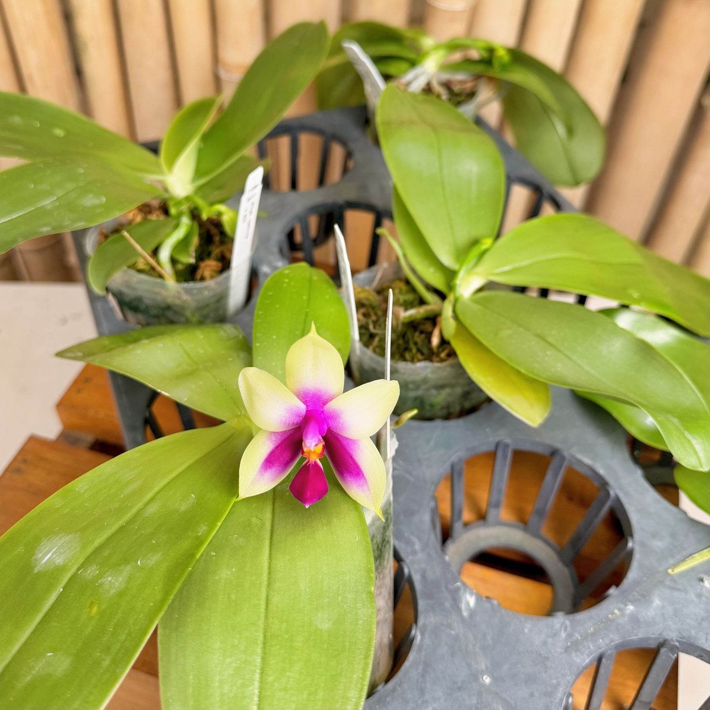 Phalaenopsis bellina x sib (4" pot) - First Bloom