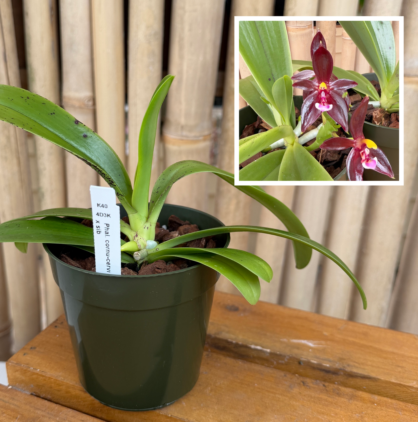Phal. cornu-cervi 'Red' x sib  (4" pot) - Not Blooming