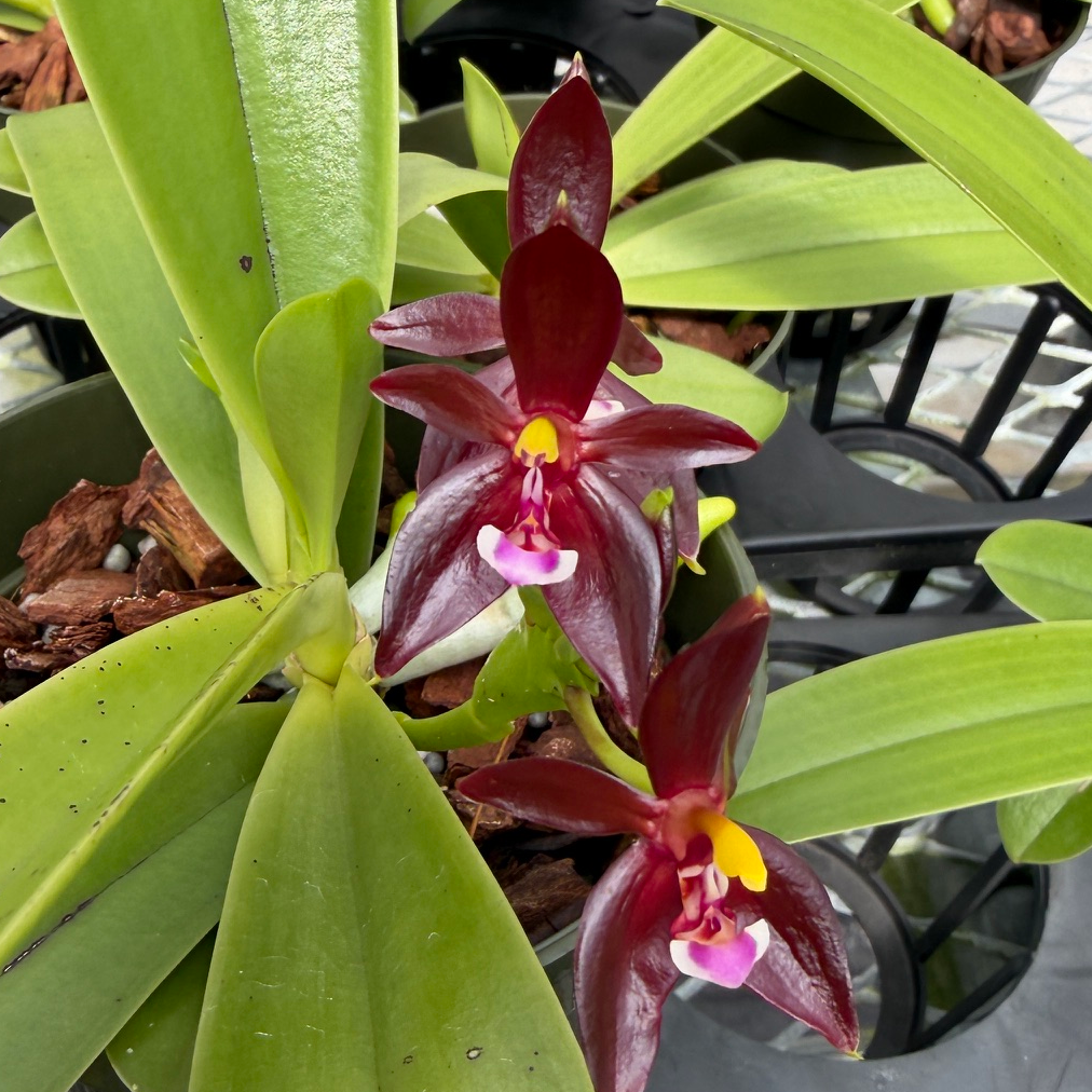 Phal. cornu-cervi 'Red' x sib  (4" pot) - Bud/Blooms