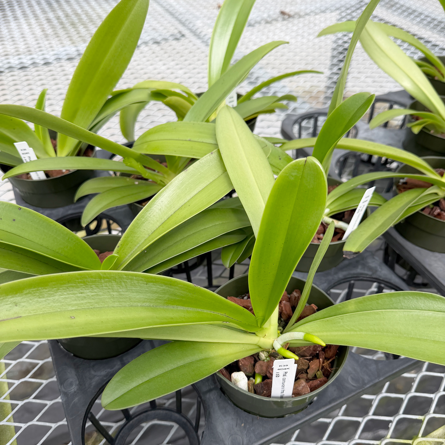 Phal. cornu-cervi 'Red' x sib  (4" pot) - Not Blooming