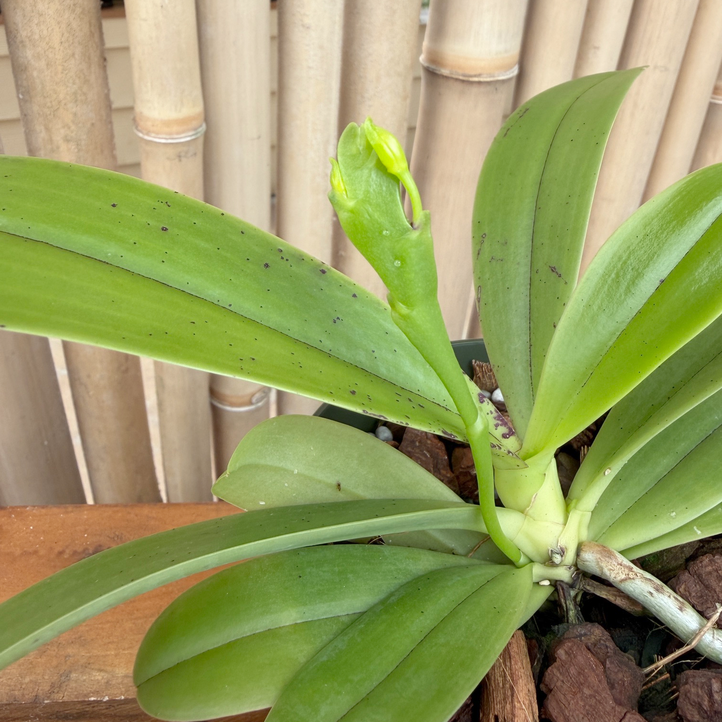 Phal. cornu-cervi 'Red' x sib  (4" pot) - Bud/Blooms