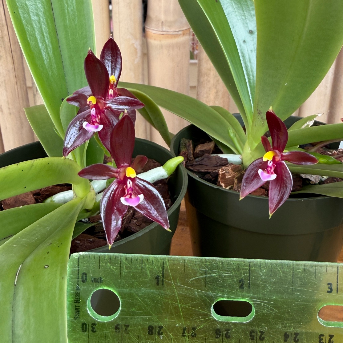 Phal. cornu-cervi 'Red' x sib  (4" pot) - Bud/Blooms
