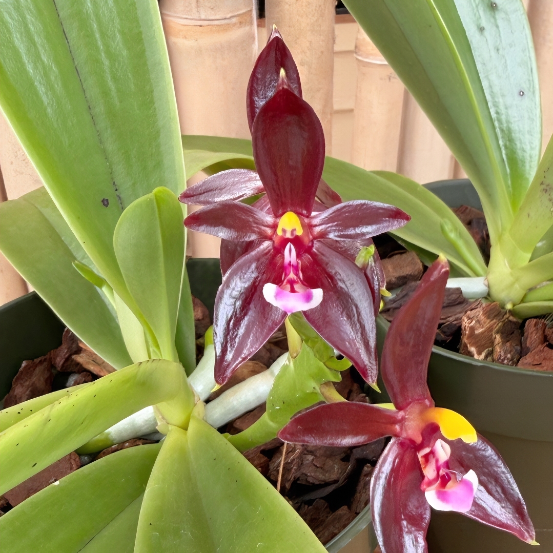 Phal. cornu-cervi 'Red' x sib  (4" pot) - Not Blooming