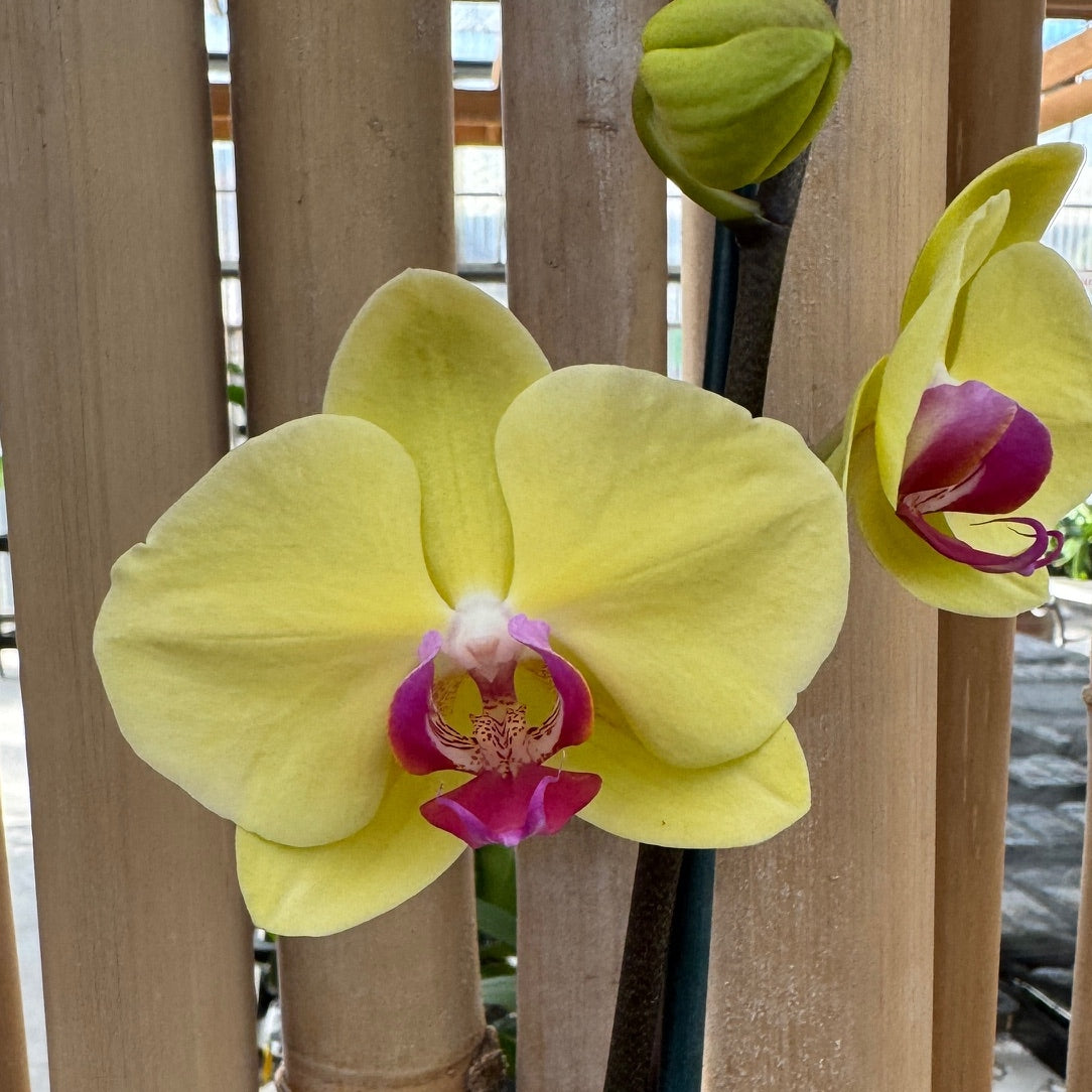 Phal. Golden Tree (Single Spike)