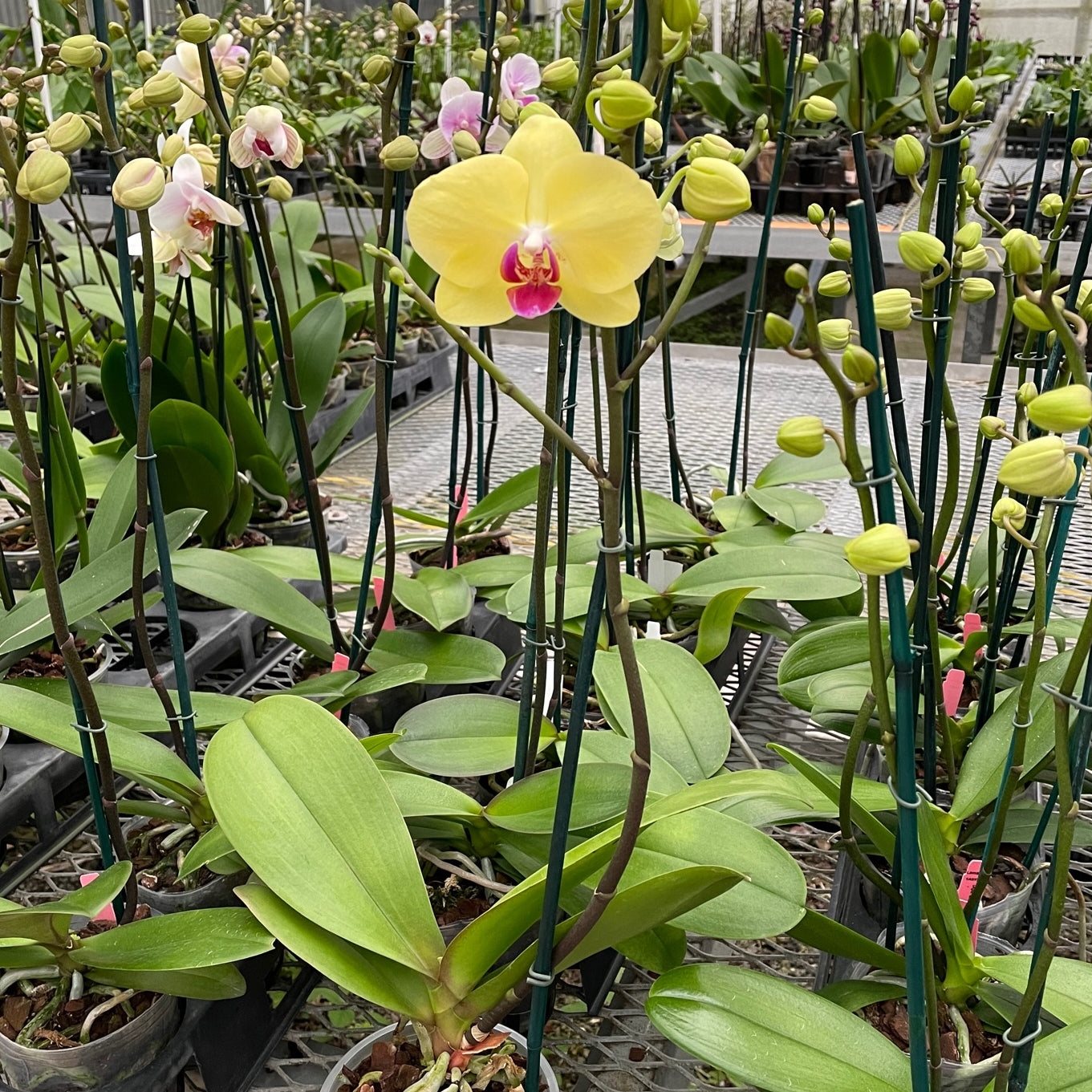 Phal. Miraflore