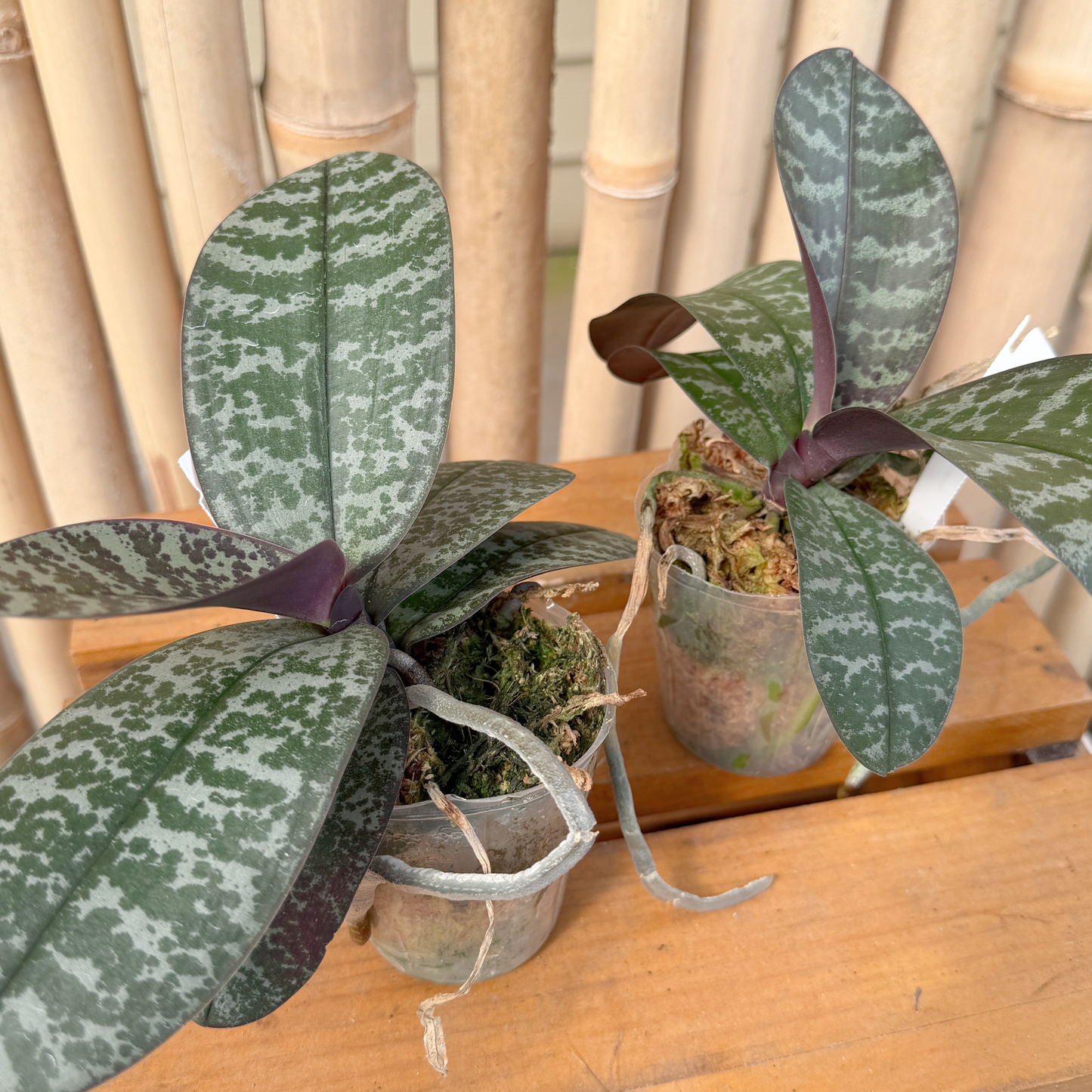 Phal. schilleriana x sib (3" pot) - Not Blooming