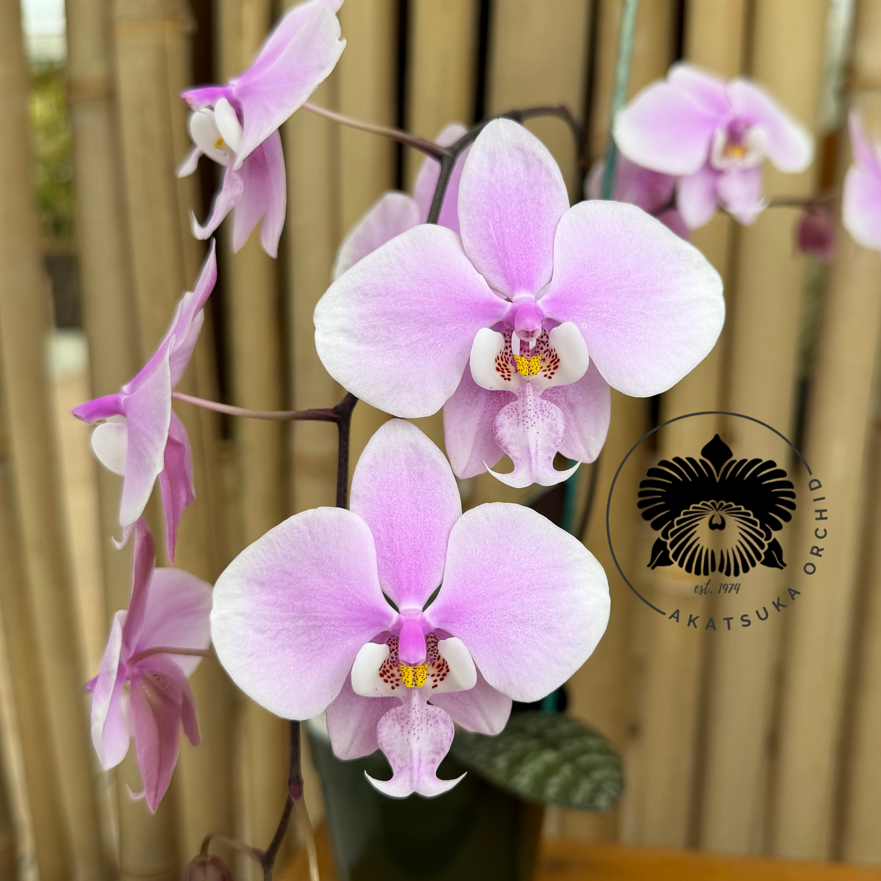 FLASK | Phal schilleriana | SapphireChild Orchids