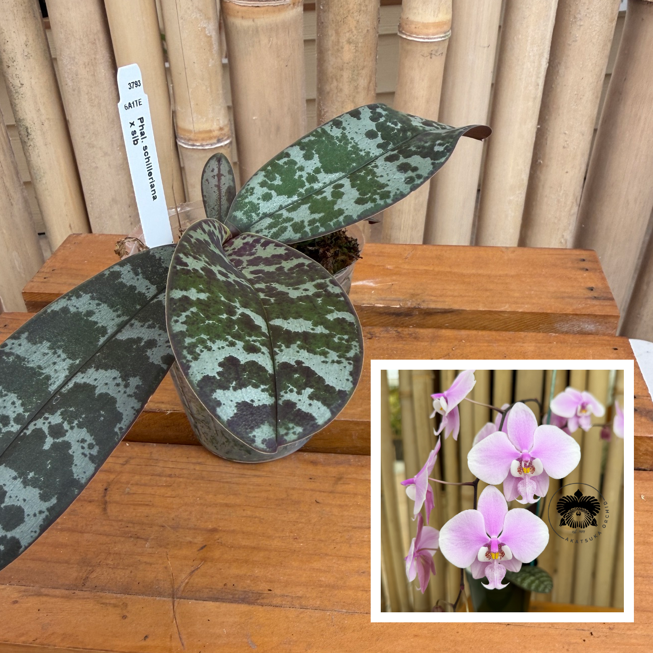 Phal. schilleriana x sib (3" pot) - Not Blooming