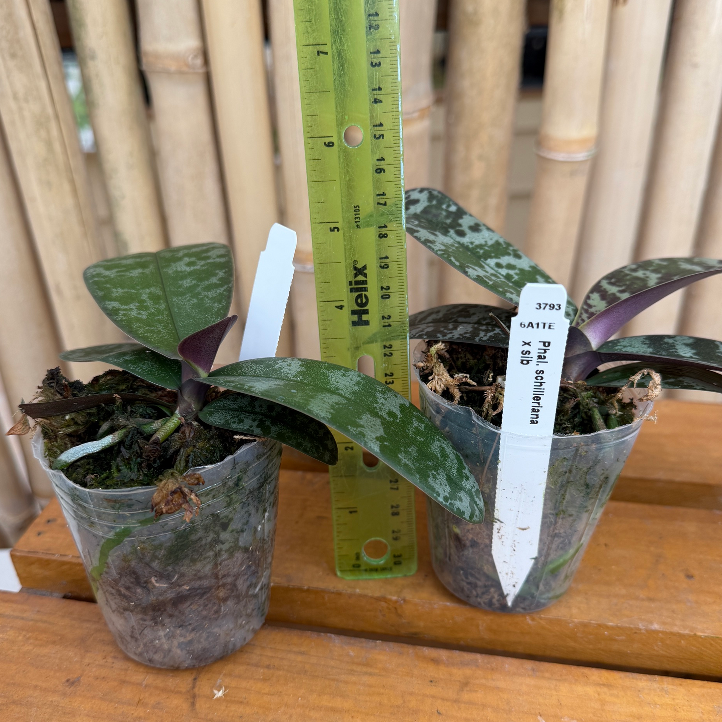 Phal. schilleriana x sib (3" pot) - Not Blooming