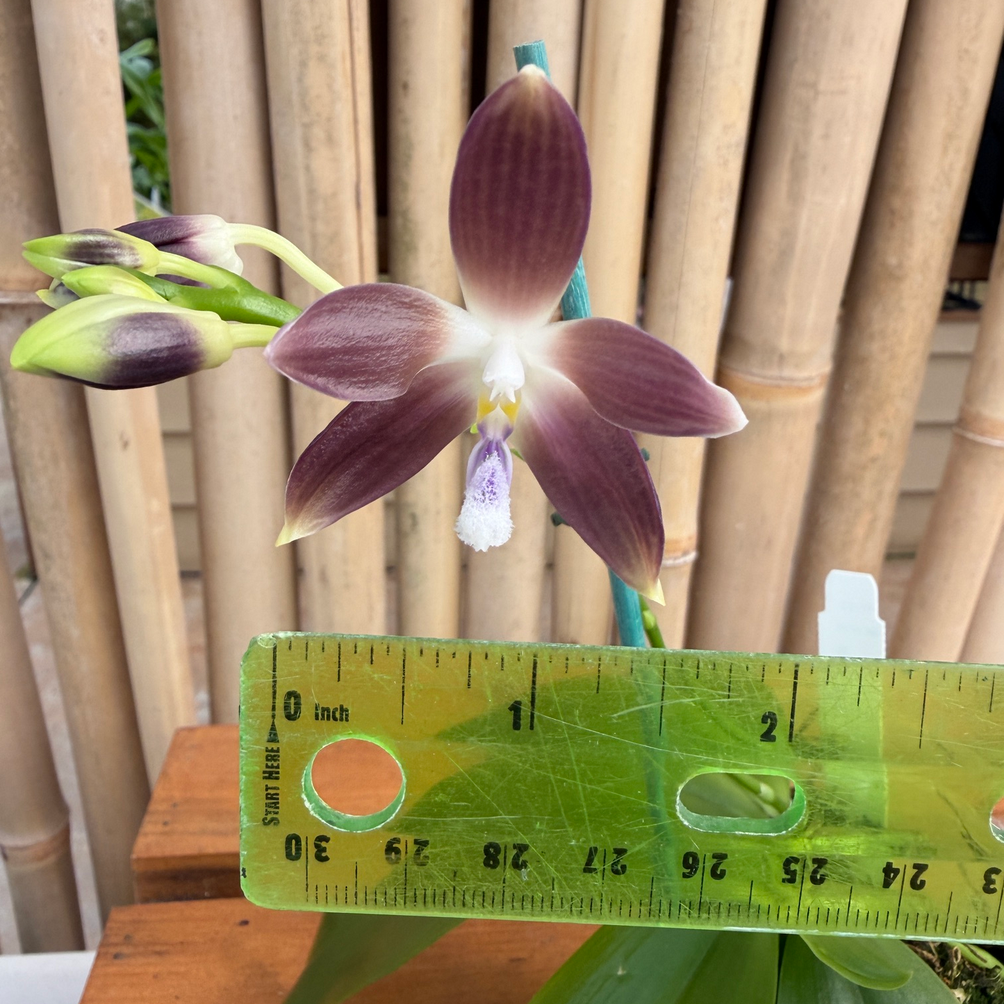 Phalaenopsis tetraspis coerulea x sib (#11 x #1) (Buds)