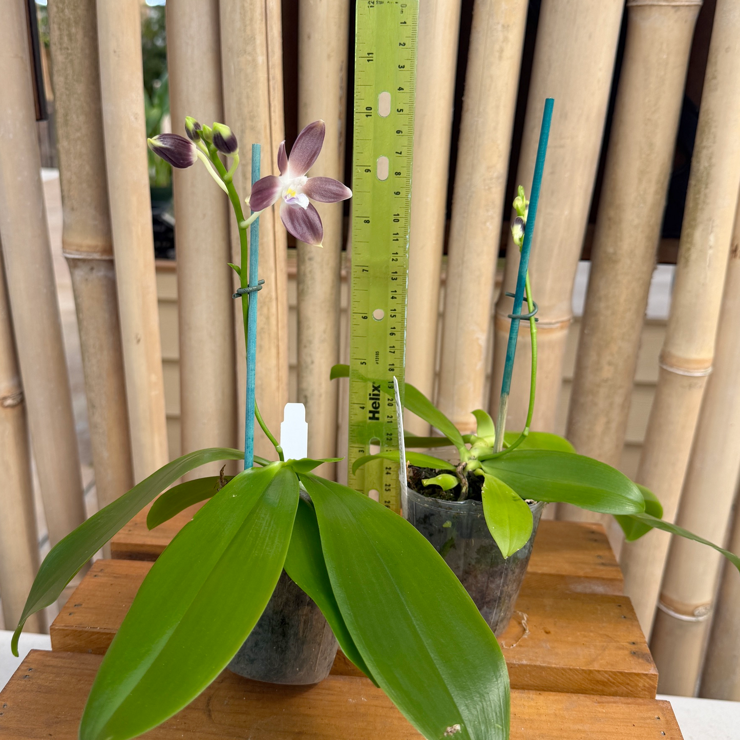 Phalaenopsis tetraspis coerulea x sib (#11 x #1) (Buds)
