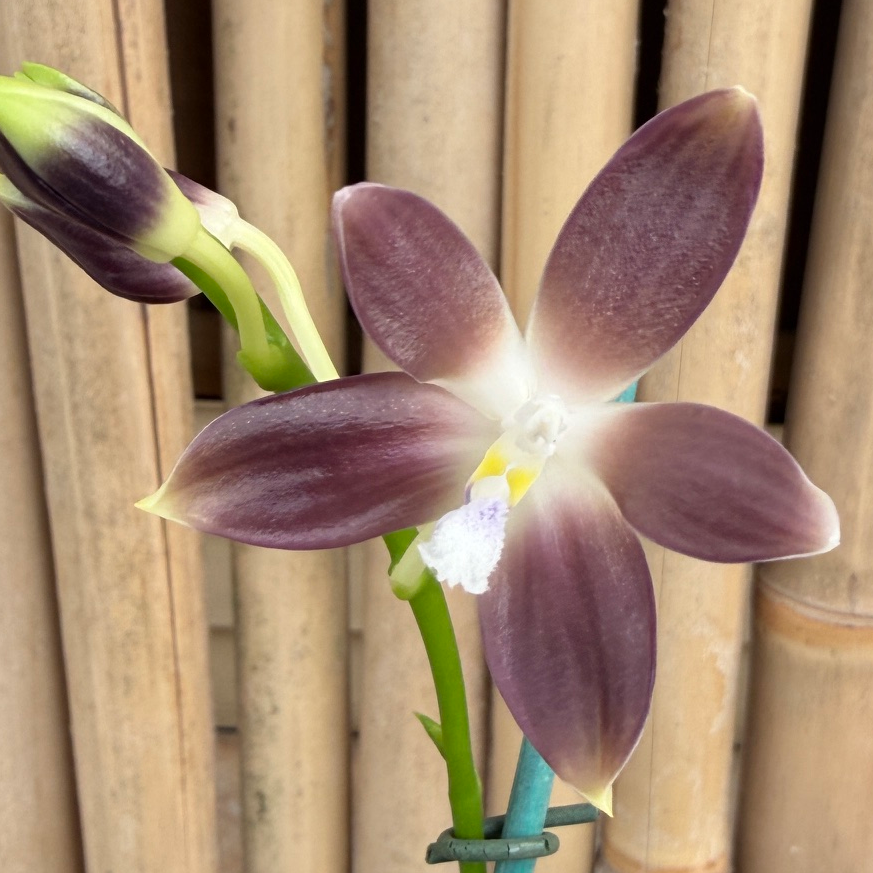 Phalaenopsis tetraspis coerulea x sib (#11 x #1) (Buds)