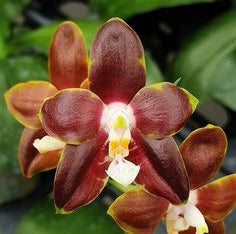 Phalaenopsis venosa 'Red' (Spiking)
