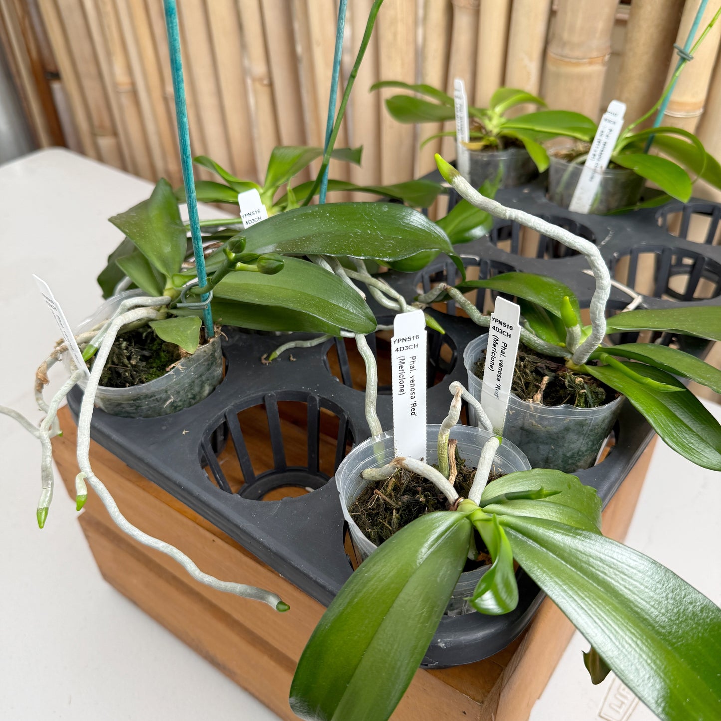 Phalaenopsis venosa 'Red' (Spiking)