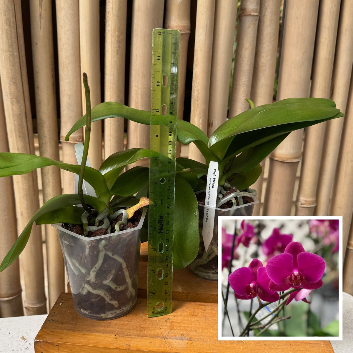 Phal. Vivaldi (Low Spike)